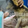 Cereza, perrita embarazada sobrevive a explosión en Iztapalapa y da vida a cinco cachorros