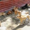 Refugios de animales, desbordados tras los devastadores terremotos en Venezuela