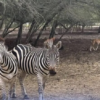 Safari Altamira niega decomiso de animales en operativo por huachicol